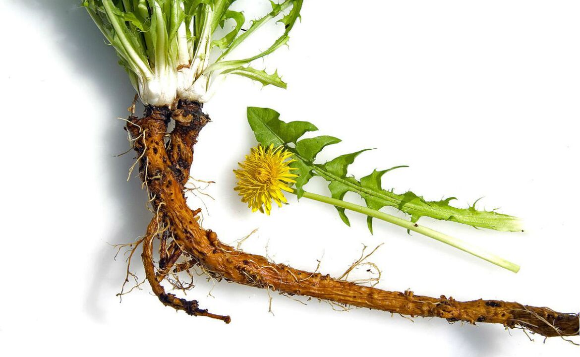 Dandelion root for the treatment of cervical osteochondrosis
